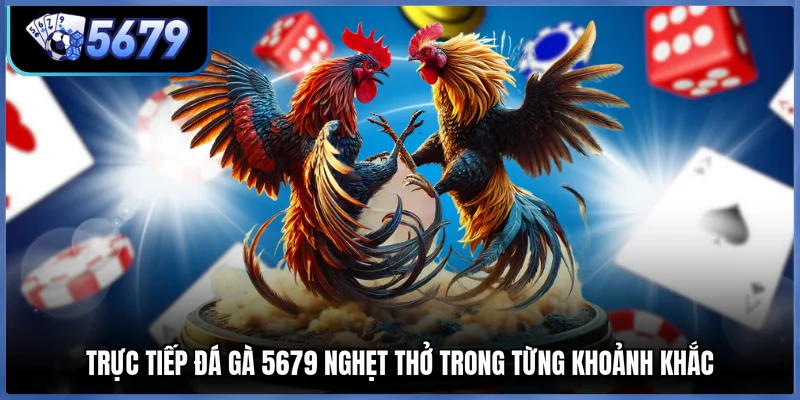 Trực tiếp đá gà 5679 nghẹt thở trong từng khoảnh khắc